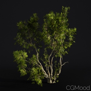 Oak trees - 3 Shapes, lightweight