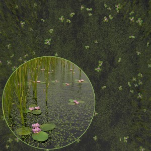 Duckweed, Cattail And Water Lilies