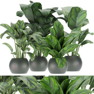 Collection Plant Vol 297 - Indoor - Calathea