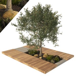 Olive Tree With Wood Deck Planter