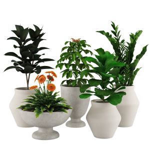 Indoor Plant Set 001
