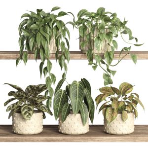 Plants On Shelf 20