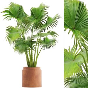 Palm In Cly Pot
