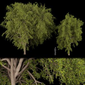 Collection Plant Vol 219 Free 3d Model