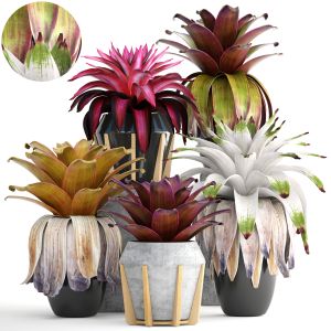 Exotic Flowers Bromelia In A Flower Pot For Decor