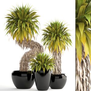 Collection Of Tropical Plants Yucca