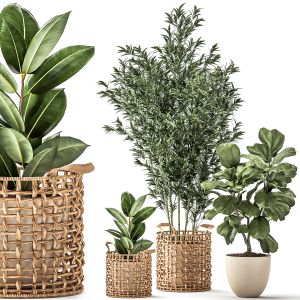 Bamboo And Ficus In Decorative Baskets 1112