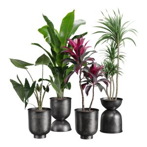Indoor Plants Pack 40