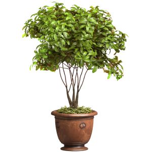 Decorative Tree In A Pot Indoor House Plant