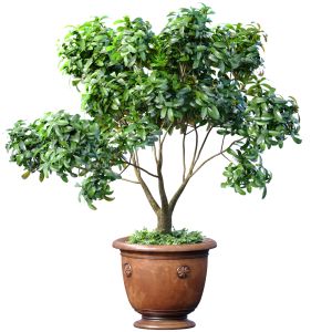 Decorative Tree In A Classic Pot And Flowerpot
