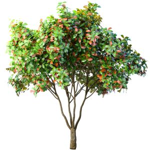Decorative Evergreen Outdoor Garden Tree