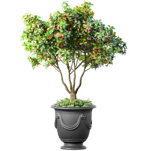 Decorative Tree In A Classic Pot And Flowerpot Ind
