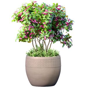 Ornamental Plant Tree Shrub In A Pot Rh Indoor