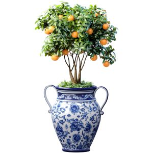 Orange Tree In An Italian Vase Ornamental Citrus