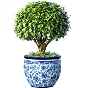 Decorative Tree In An Italian Vase Indoor Plant