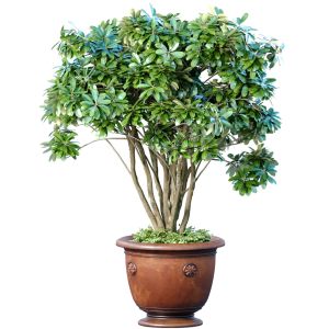Money Tree In A Classic Potted Flowerpot Indoor