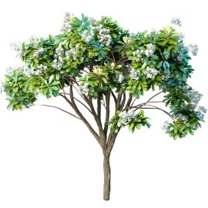 Decorative Blooming Outdoor Garden Tree