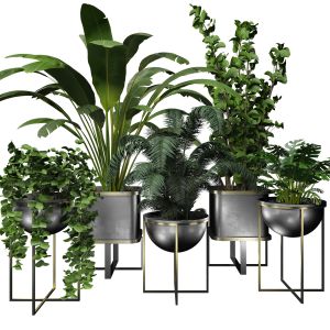 Modern Collection Indoor Plants