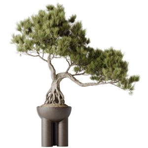 Houseplants Bonsai Pinus Pentaphylla Thunbergii11