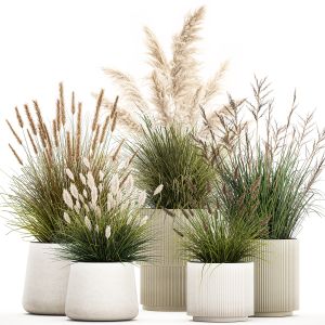 Bushes Of Pampas And Feather Grass In Pots