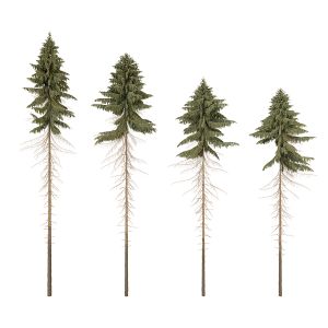 Pine Trees_02