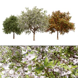 Prunus Serotina Trees