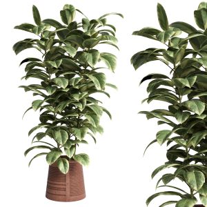 Ficus Rubber Plant In A Clay Vase - Indoor Plant 4