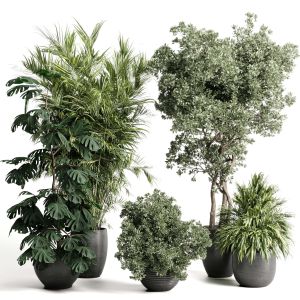 Indoor Plant Set 452 Plant Bush Monstera Tree Vase