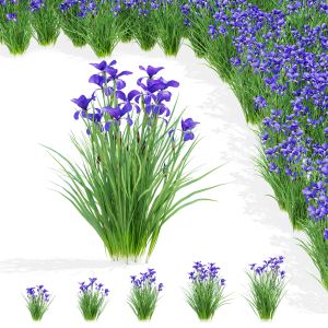 Iris Sibirica Flower