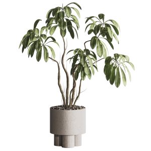 Indoor Plant In Pot 139