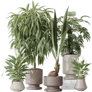 Indoor Plant Set 53