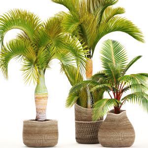 Hyophorbe, Coconut palm,  tropical plants,
