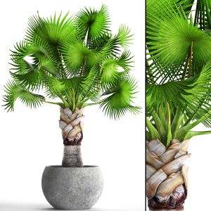 Fan Palm, Brachea, Bismarckia, Palm Tree