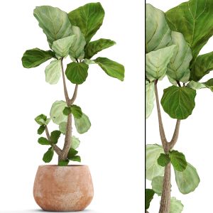 Ficus Lyrata, Pot, Clinker, Clay, Decorative