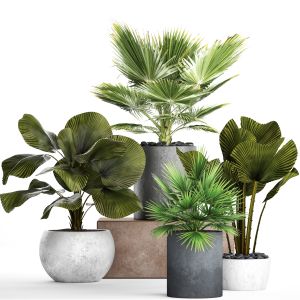Collection Of Decorative Palms In Concrete Pots