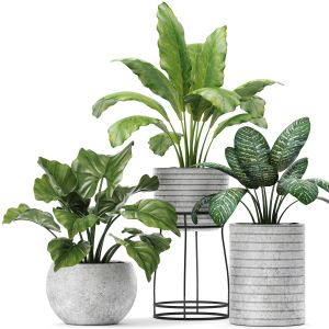 Concrete Pot, Flowerpot, Bush, Alocasia, Indoor