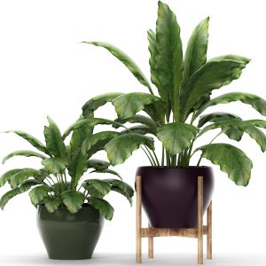Flower, Pot, Bush, Flowerpot, Interior, Indoor
