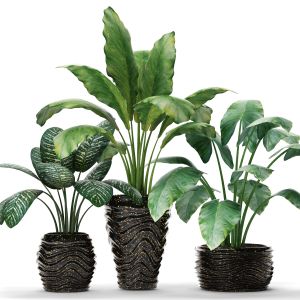Collection Of Plants In Pots, Black, Luxury