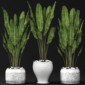 Strelitzia, Pot, Bush, Flowerpot, Decorative