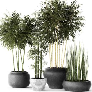 Bamboo Bush, Thickets, Flowerpot, Outdoor