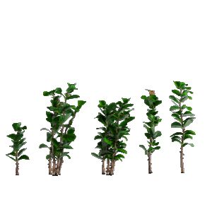 Ficus pandurata - Fiddle-leaf