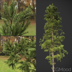 Pine Tree (GeoPattern)