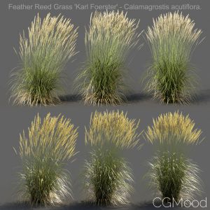 Feather Reed Grass - High