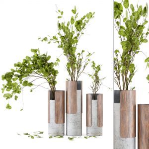 Indoor Plants In Combination Of Wood & Concrete Va
