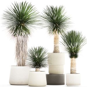 Beautiful Yucca Rostrata Palm Plants In A Pot
