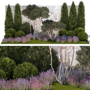 Garden With Thuja Pine Topiary Trees Lavender Bush