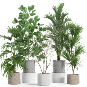 Plants Collection 952