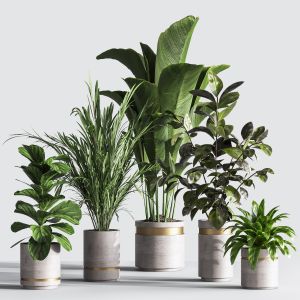 Indoor Plant Set 33
