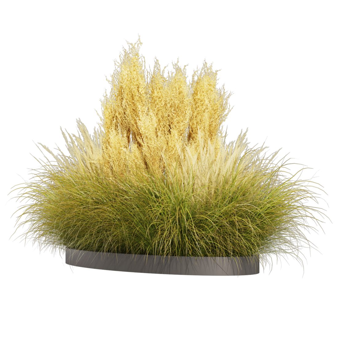 3D Windward Grass 196