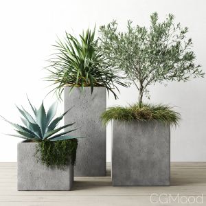 Outdoor Plants Set In Pottery Barn Planters